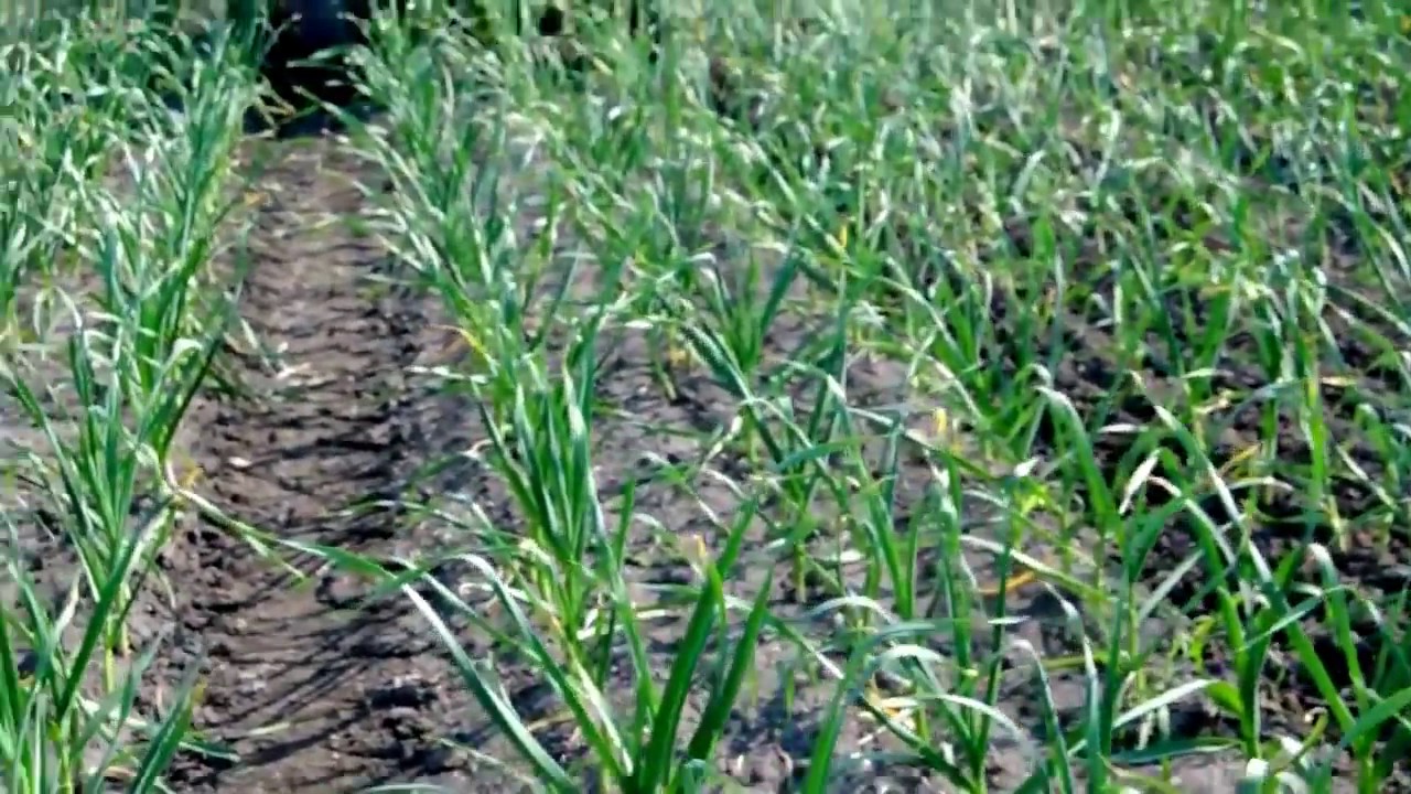garlic weeding machine