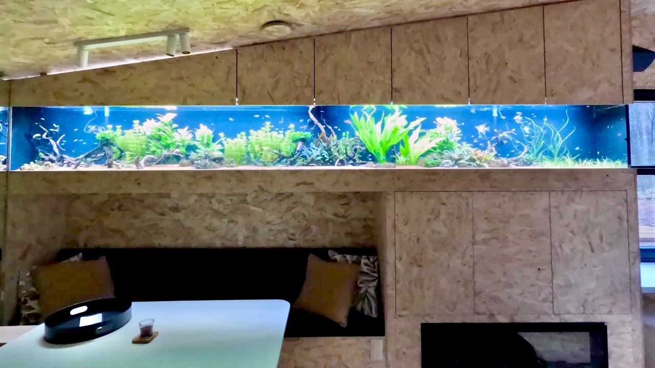 24 Hour Timelapse Inside a 4.5m Giant Planted Aquarium (1000L)