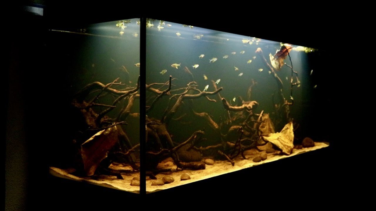 Lemon Tetra Blackwater Fish Tank Setup | Juwel Rio 450 LED