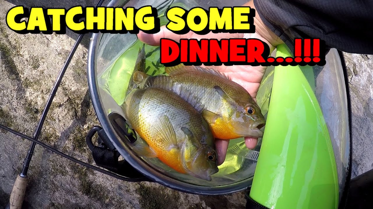 Catching Some PANFISH & TROUT for DINNER...!!! (TROUT TRIFECTA)