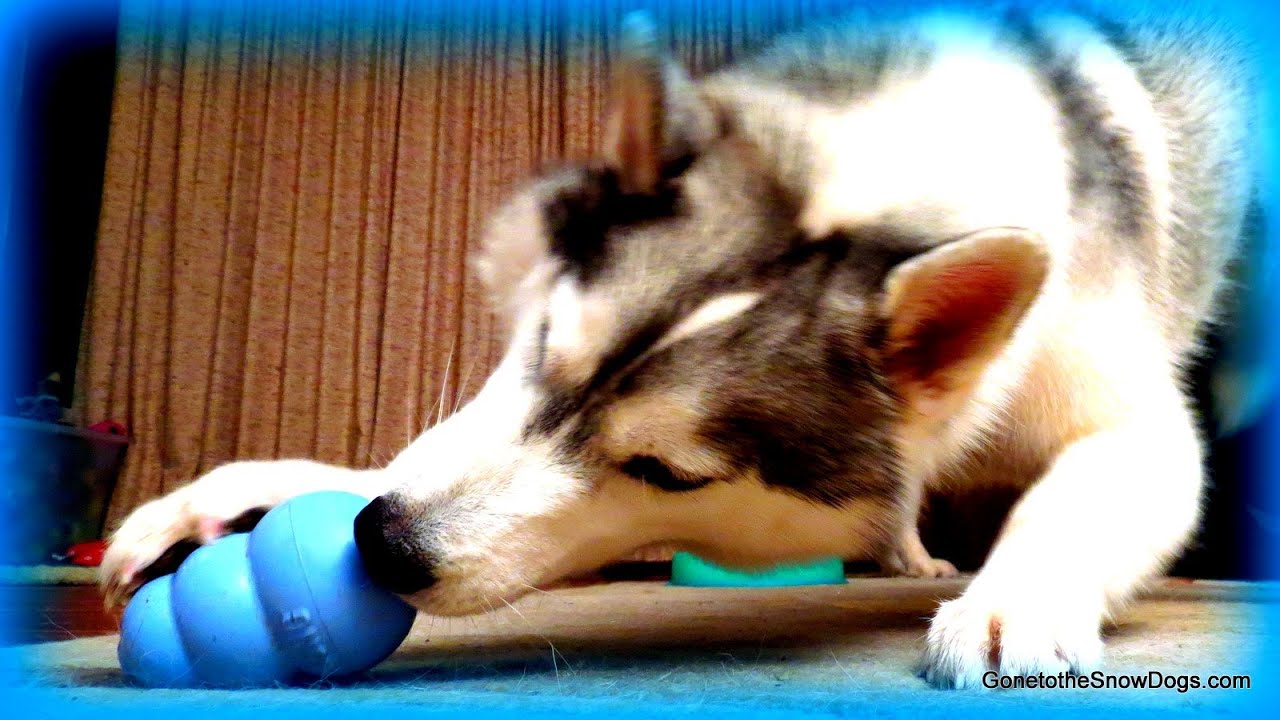 Huskies Love EASTER EGGS? Kong Stuff'n Time | Snacks with the Snow Dogs 25