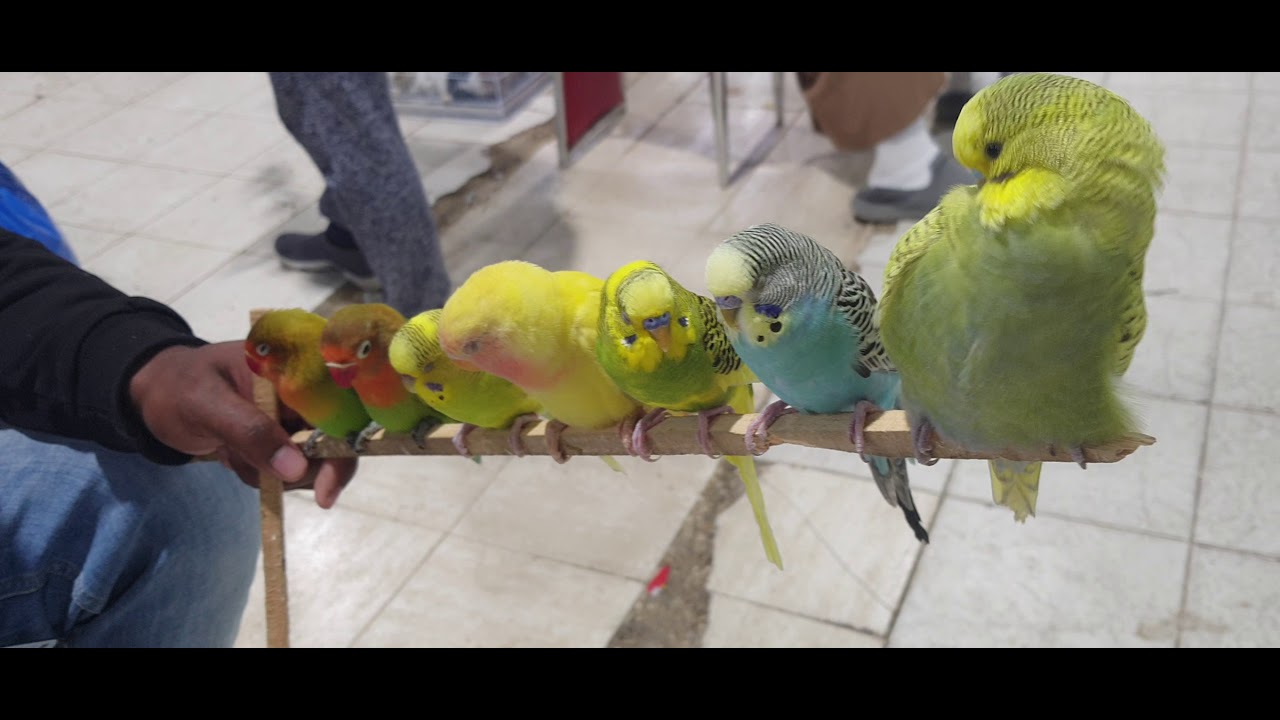 Animals ,Birds, Fish pet shops in Kuwait Al Rai Market
