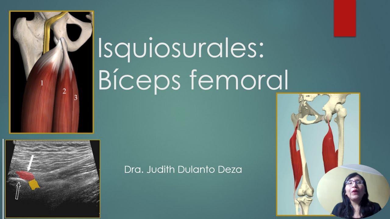 Como evaluar el biceps femoral por ultrasonido