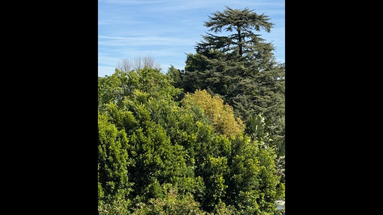 Natures Sounds/Birds Singing/peacefulness/forest views