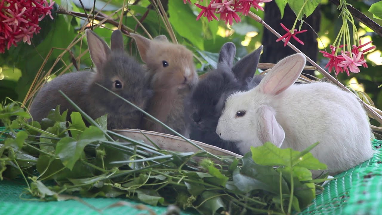 うさぎ ネザーランド rabbit bunny