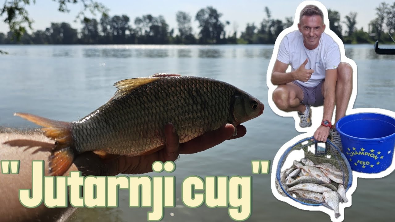 Feeder pecanje, reka Sava - Boljevci, pecanje plotice, sljivara i krupatice..