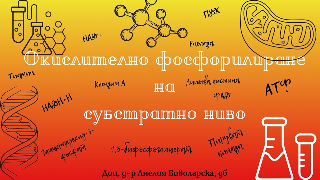 Окислително фосфорилиране на субстратно ниво/Oxidative phosphorylation at substrate level