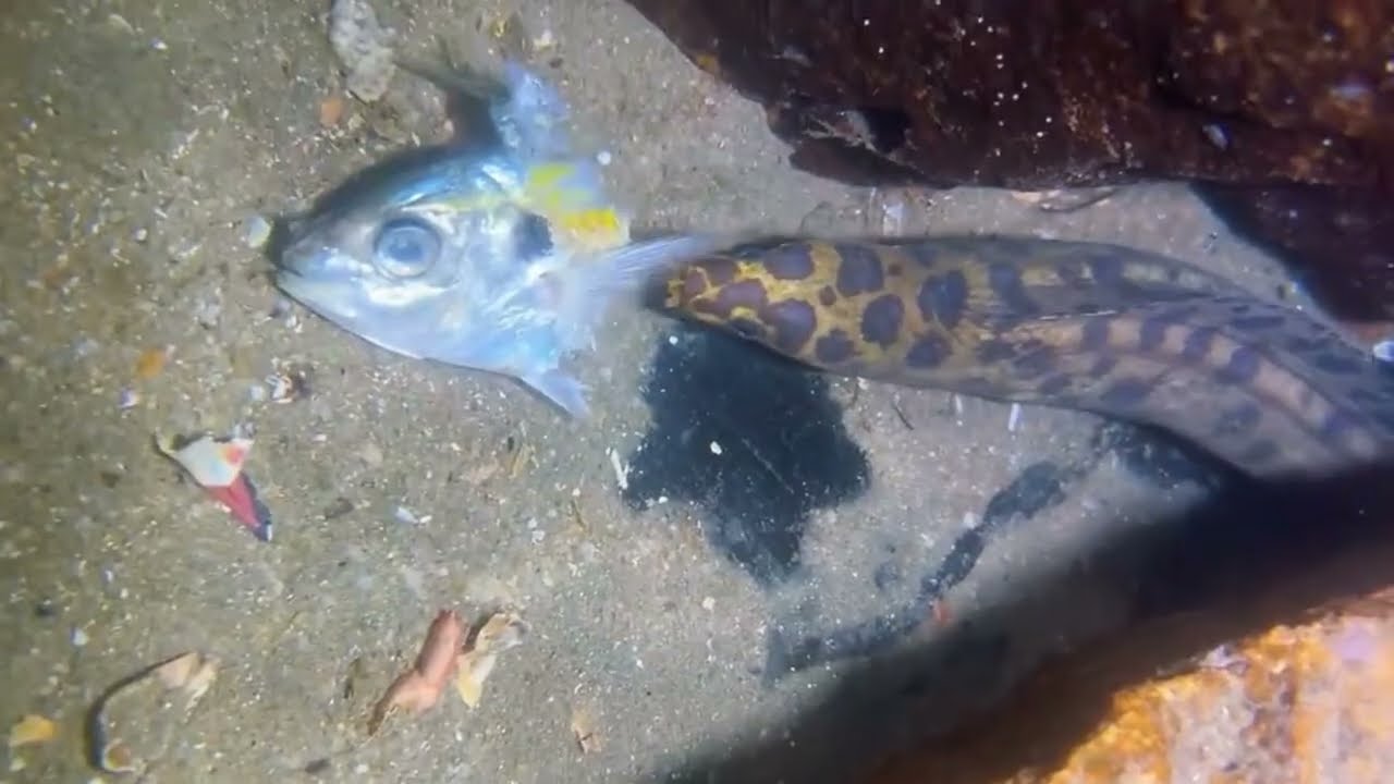 Diving to catch shrimp, eel, crab, giant lobster, Octopus, stingray, snail / Seafood 2026 (1)