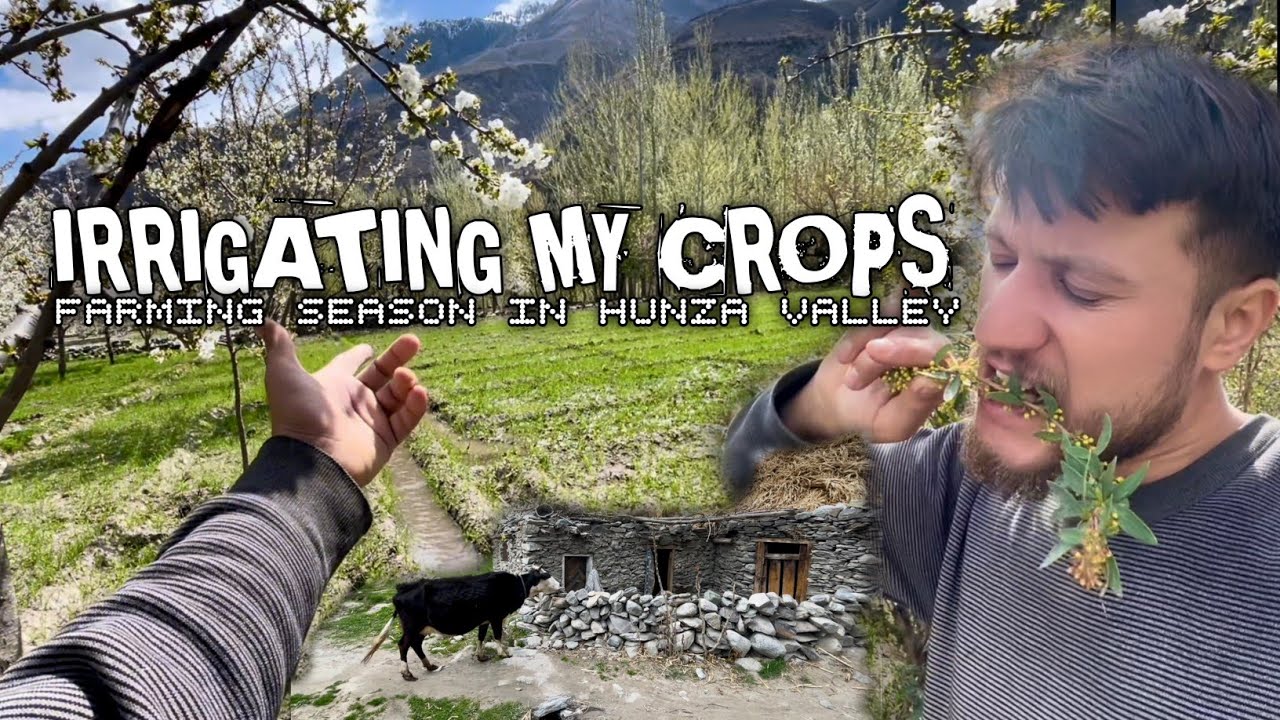 IRRIGATING MY CROPS | Farming Season In Hunza Valley | Sadiq's Vlogs