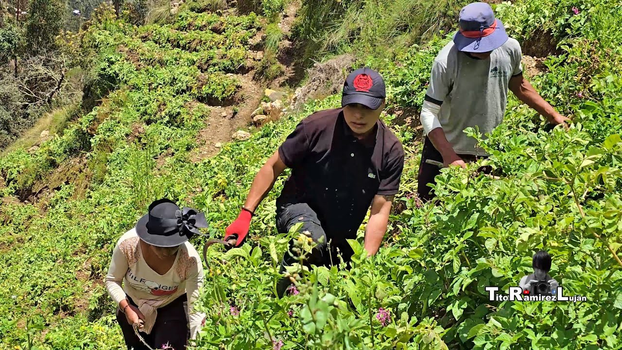 Así Cortamos los Tallos de la Papa, para Después Cosechar | TitoRamirez