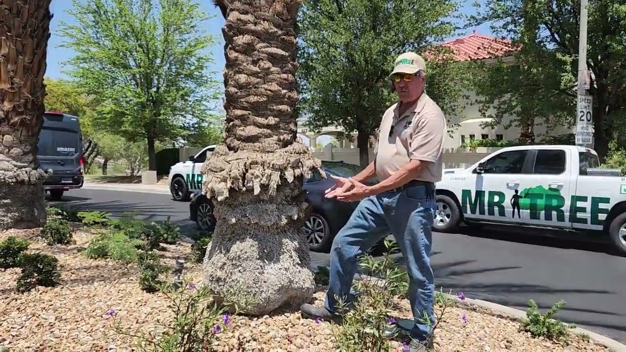 Diamond cutting Date palms