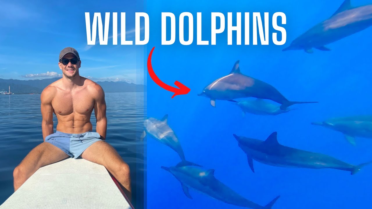 How I Swam With HUNDREDS Of Wild Dolphins In Bali | Indonesia