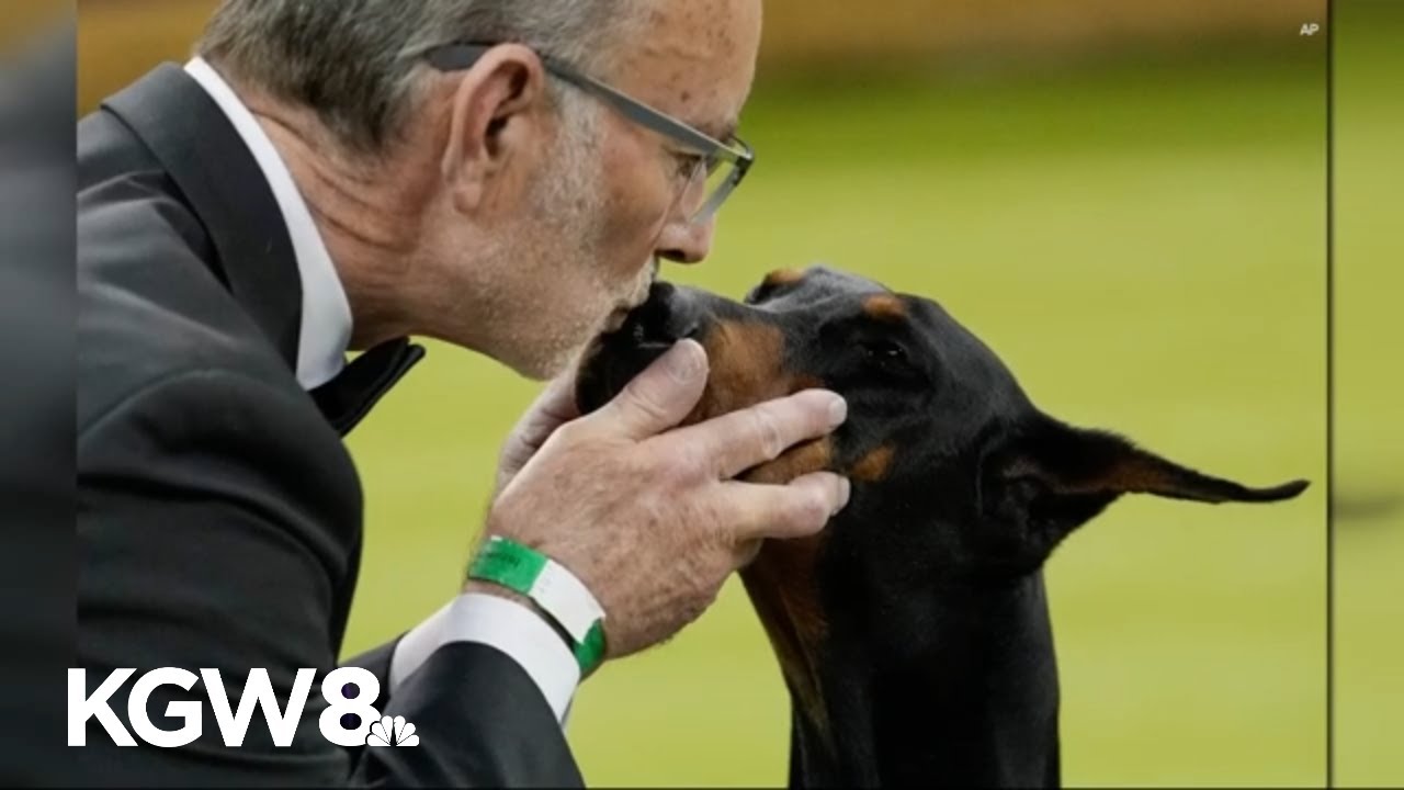 Doberman Wins Westminster as Handler Andy Linton Battles Parkinson’s