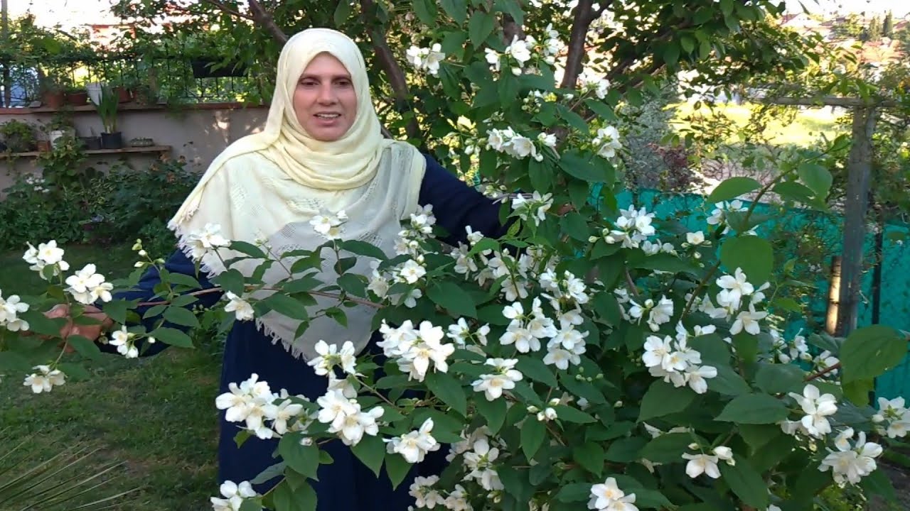 Filbahri Çiçeği, Havlu Püskülü, Çan Çiçekleri, Lobelyalar (Philadephus, Deutzia Gracilis, Canpanula)