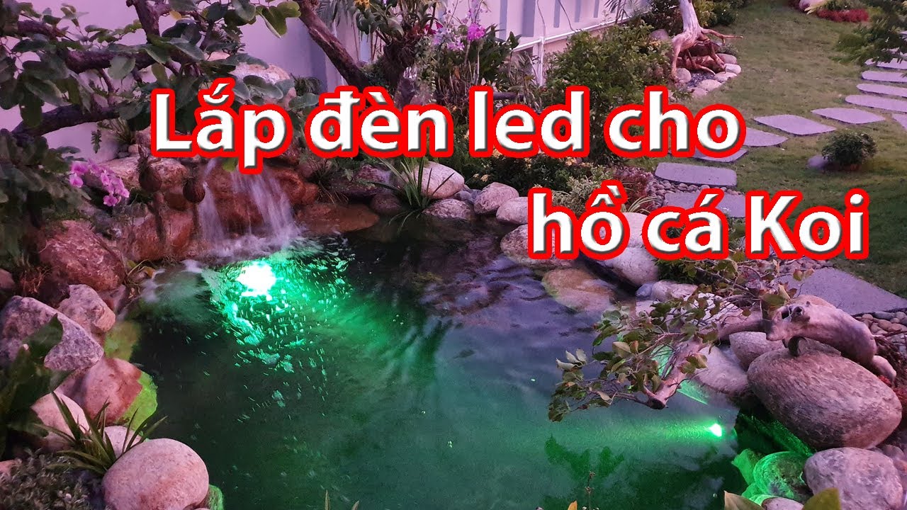 Thi công đèn led hồ cá Koi | Lựa chọn ánh sáng đèn âm nước cho hồ cá ngoài trời