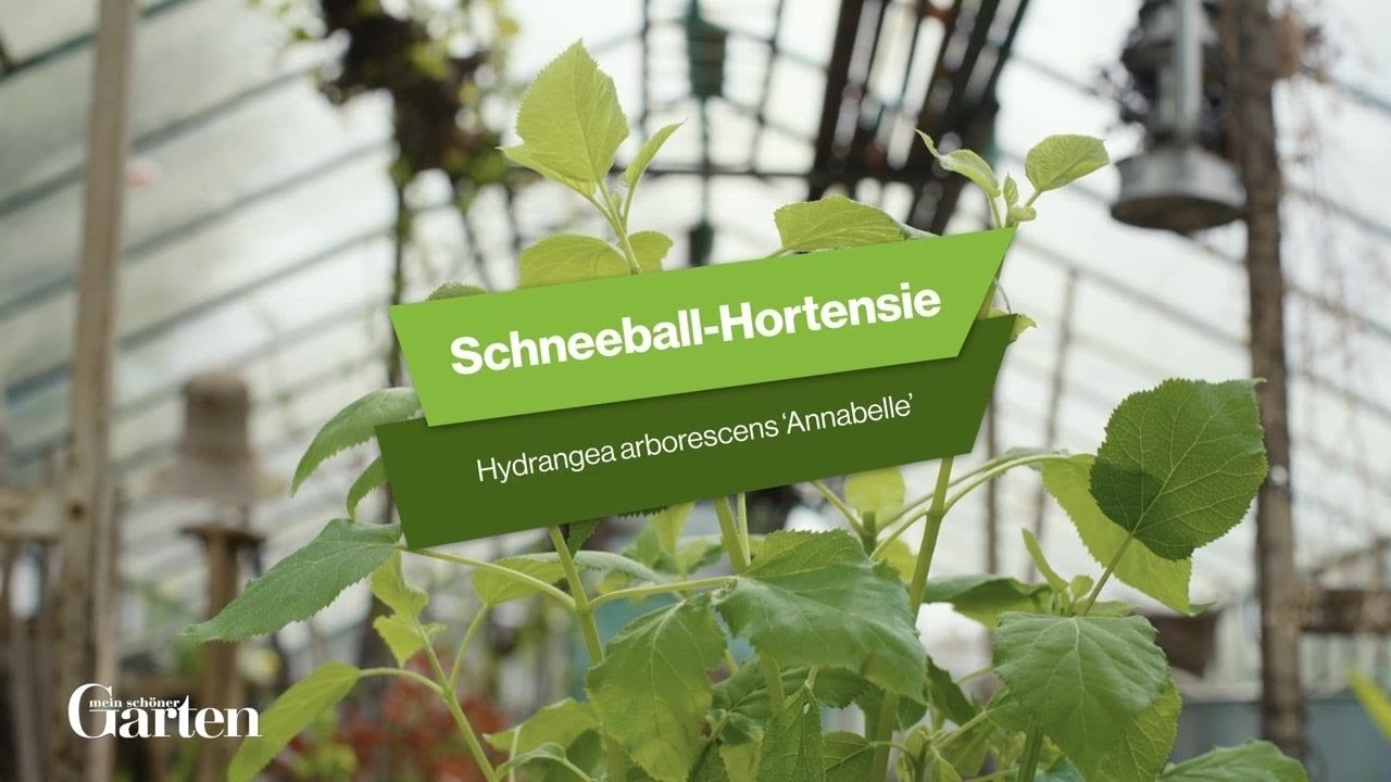 Schneeball Hortensien: Tipps zur Pflanzung und Pflege