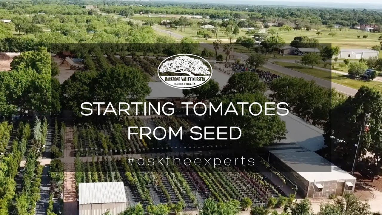 Starting Tomatoes from Seed