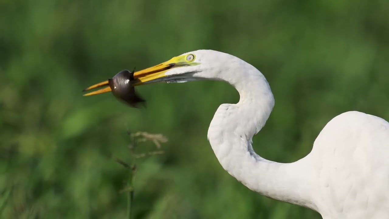 Hangry Birds of Fogg Dam