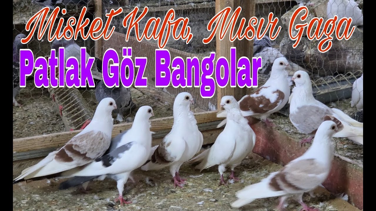 Misket Kafa, Mısır Gaga, Patlak G&ouml;z Bango G&uuml;vercin. Watsap.545.550.0192