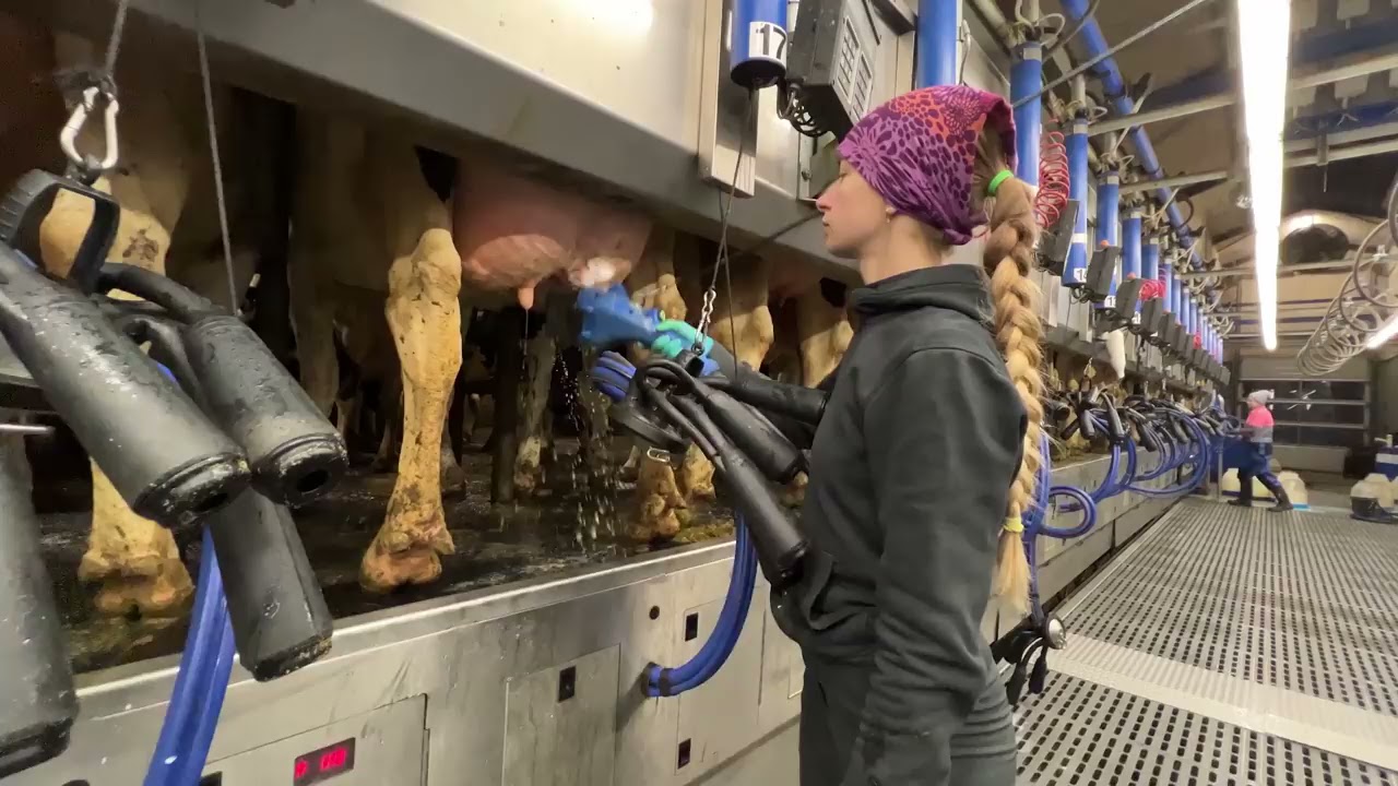 Biggest Dairy Farm In The Europe | New Cleaning Brush For Udder | Milking Technology | Pretty Girl