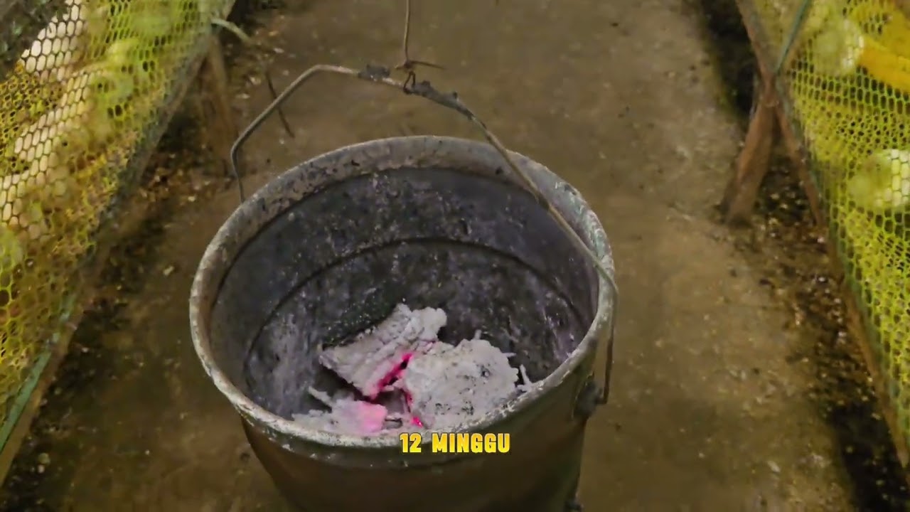 Masa Broding Kandang Rak Koloni dengan Arang || Populasi 18.000 ekor 6 Blower