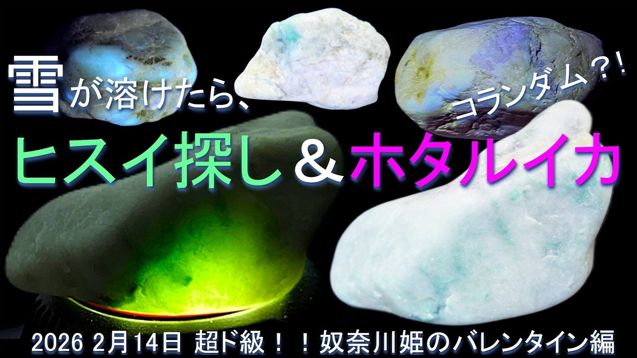 雪が溶けたら、ヒスイ＆ホタルイカ探し