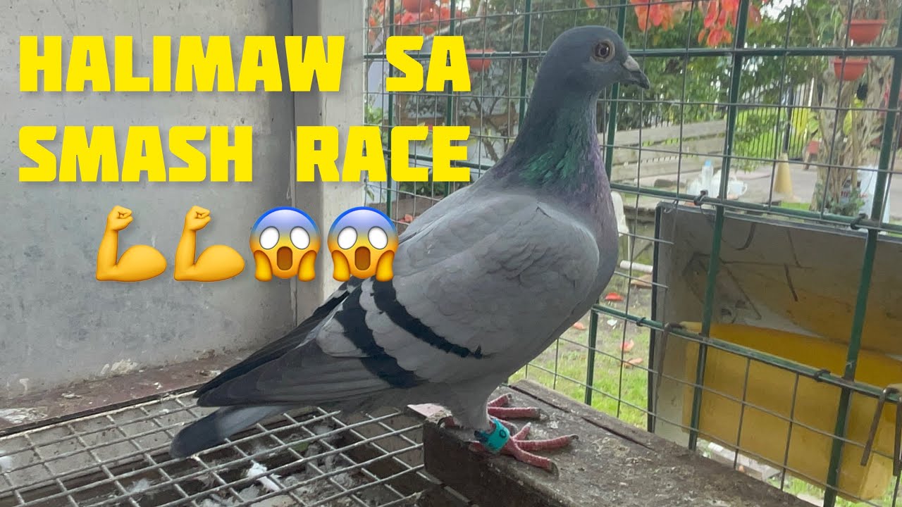 YOUNG BIRD NATIONAL RACE 460km🇳🇿🇵🇭HALIMAW TALAGA IBON NI BRAINS LOFT SA SMASH💪💪😱😱