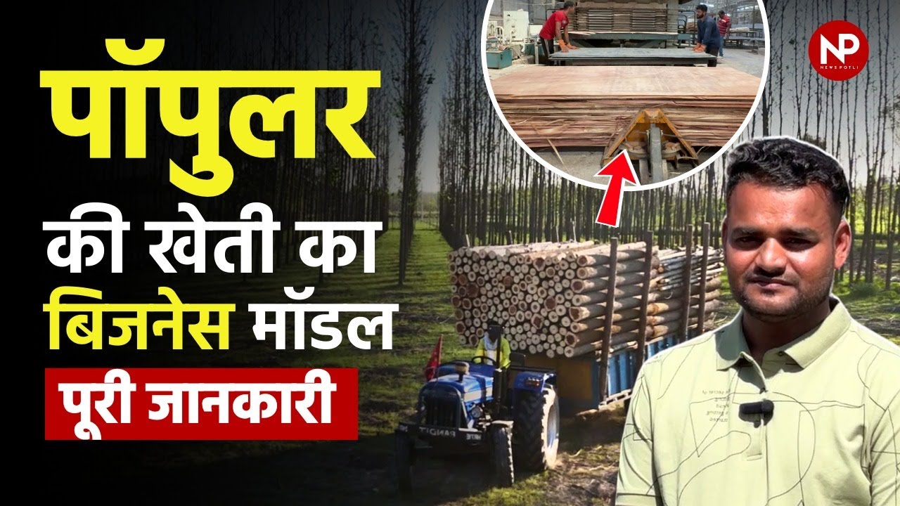 Agroforestry & Poplar Farming Explained: How Haryana Farmers Are Earning Lakhs from Tree Cultivation