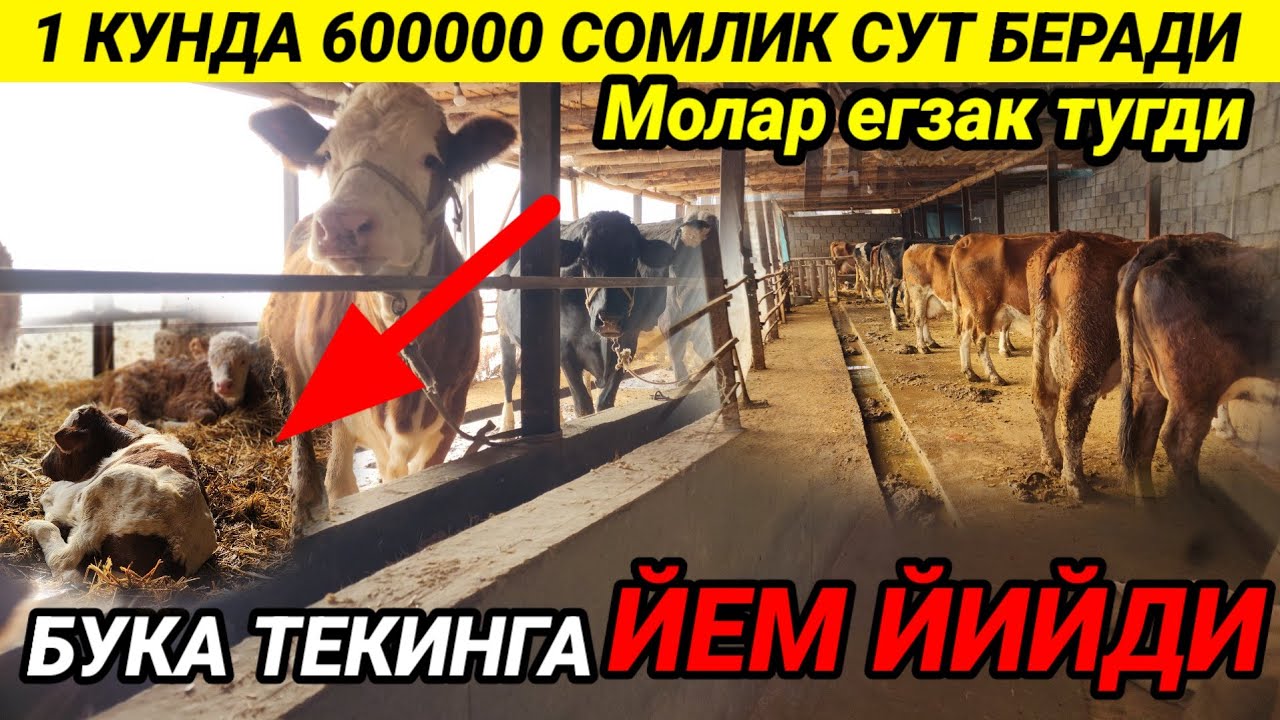 Molarni tekinga boqaman