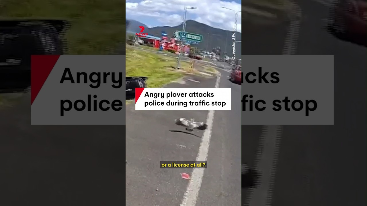 Angry plover attacks police during traffic stop