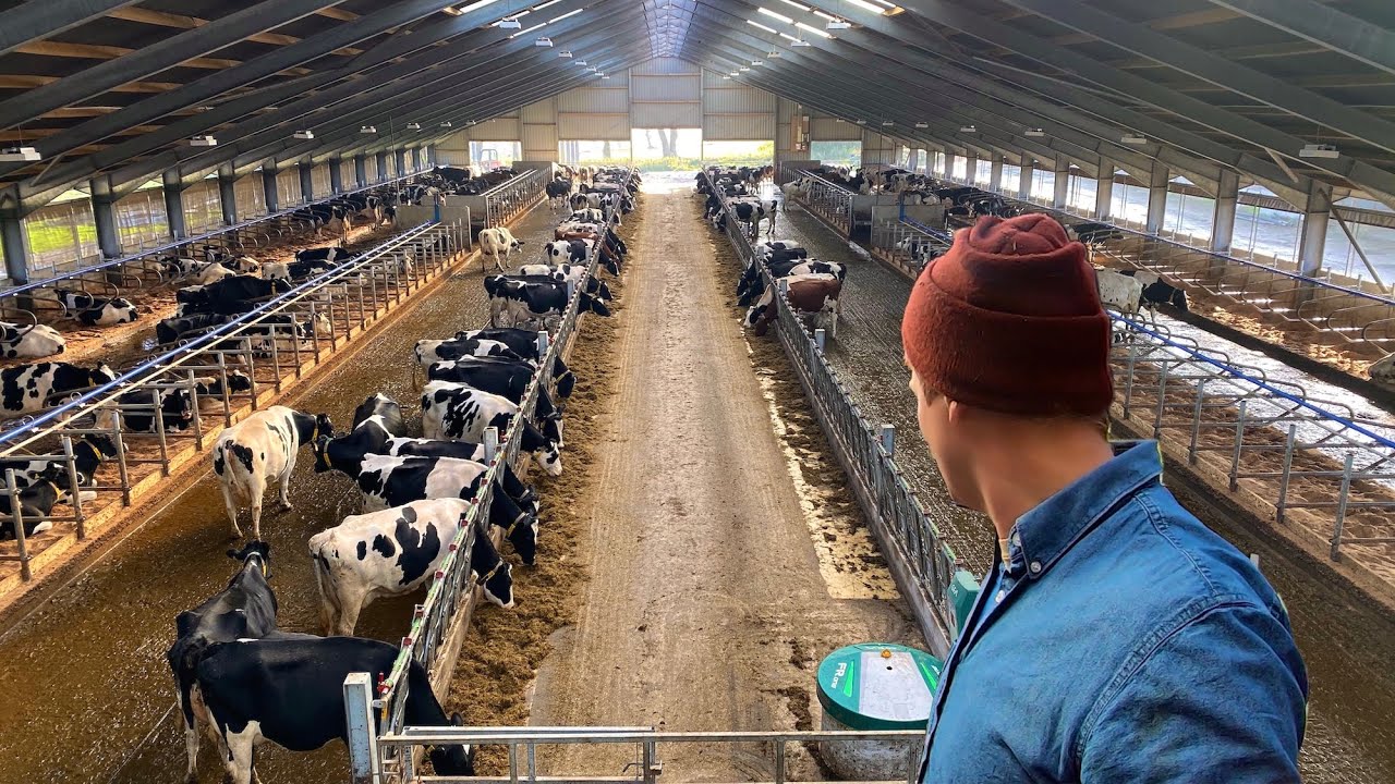 IS THIS THE FUTURE OF DAIRY FARMING?