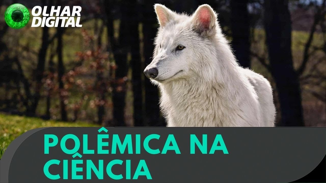 Lobo-terrível: espécie extinta há 10 mil anos voltou mesmo à vida?
