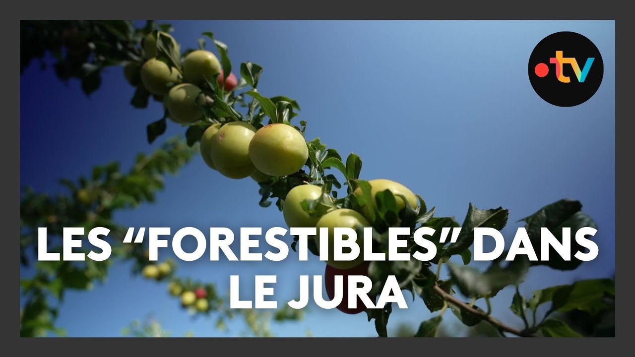 Le jardin-forêt comestible de Montmorot dans le Jura