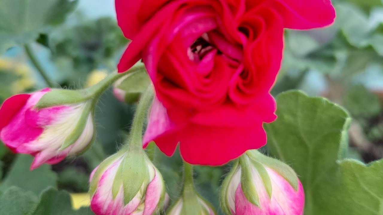 New collection  of Geranium  available...........