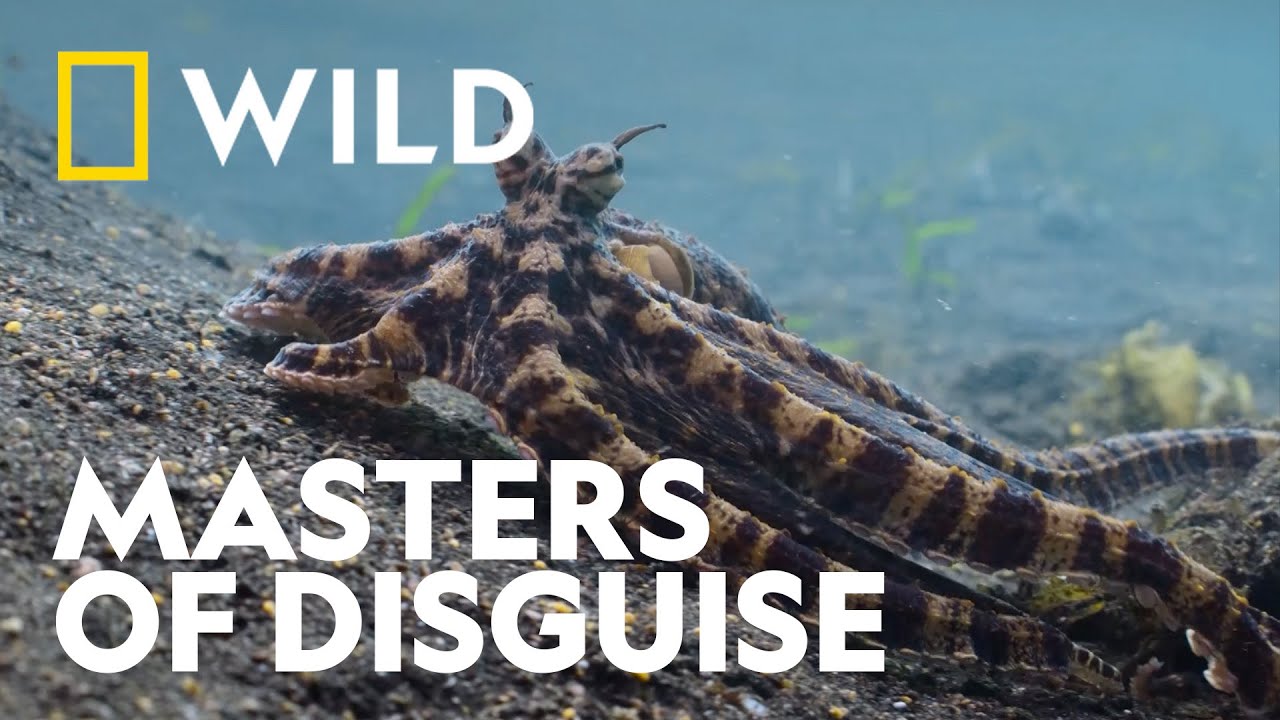 Octopus Camouflages itself as a Flounder | Secrets Of The Octopus | National Geographic WILD UK