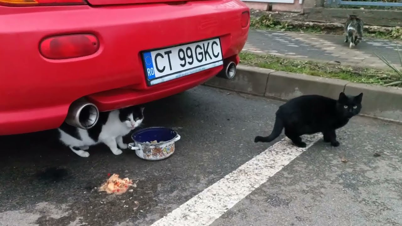 Cat 🐈 lunch under the car / Кошачий 🐱 обед под машиной + #cats #cat #kitty #kitten
