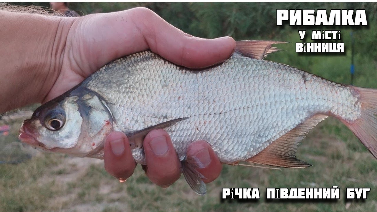 Вечірній кльов ляща на Південному Бузі у Вінниці. Канальний сомик — біда наших водойм!