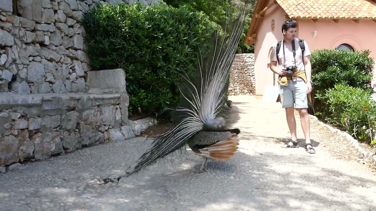 Dubrovnik To Lokrum