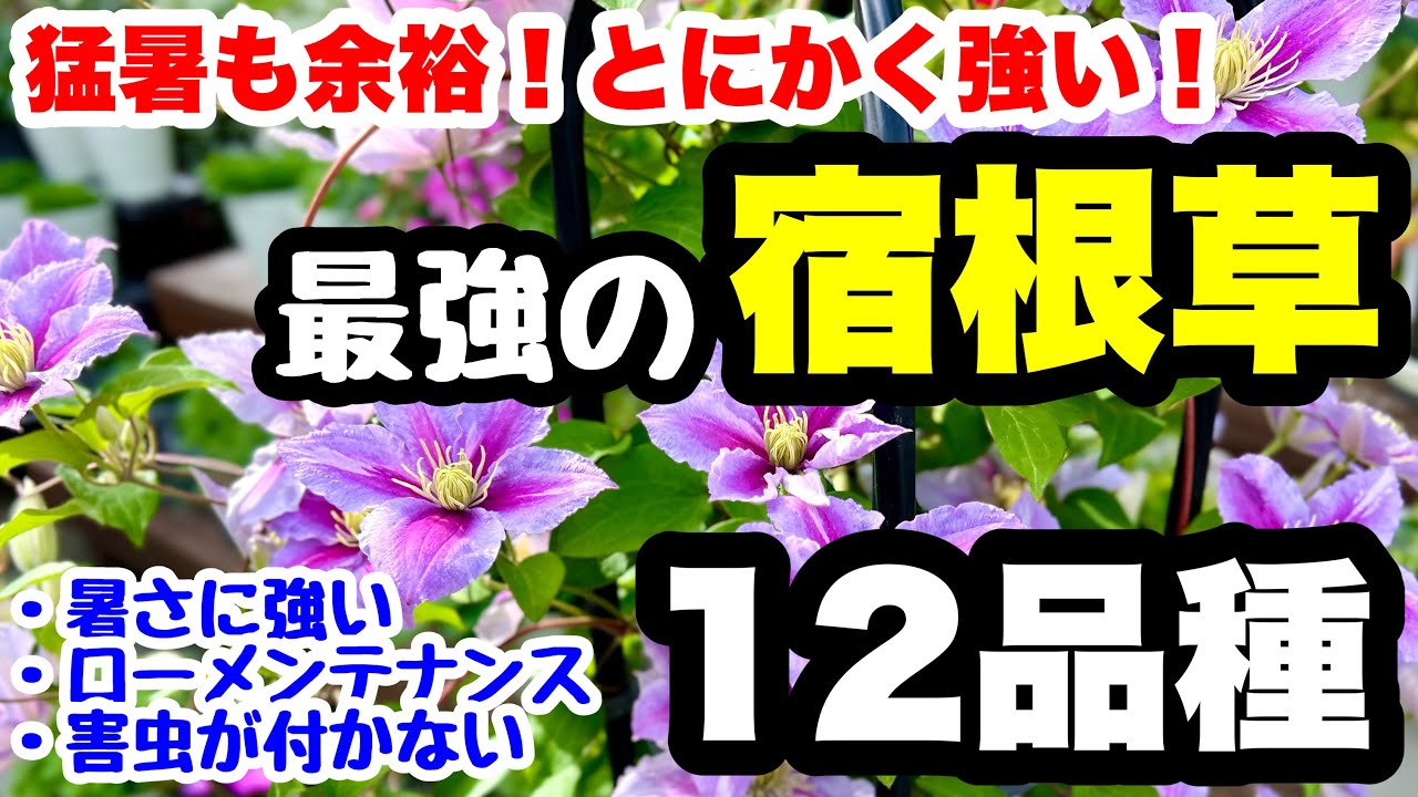 ◆猛暑を余裕で乗り切る【最強宿根草】全12品種を紹介します！