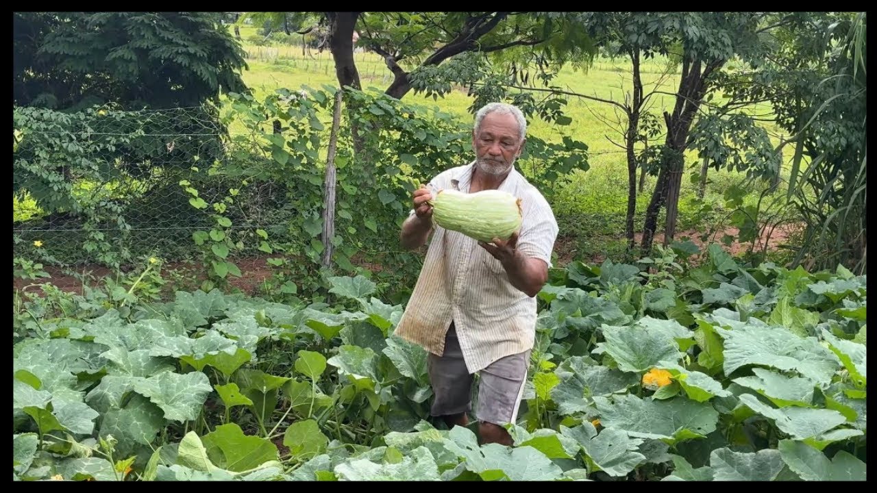 	“Colhendo hortaliças e preparando comida caseira na roça 🍅🥕”