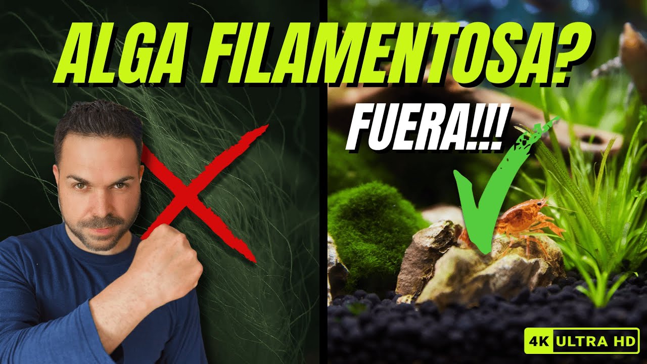 ¡ADIOS ALGA FILAMENTOSA PARA SIEMPRE! 😱 Método DEFINITIVO que NADIE te contó