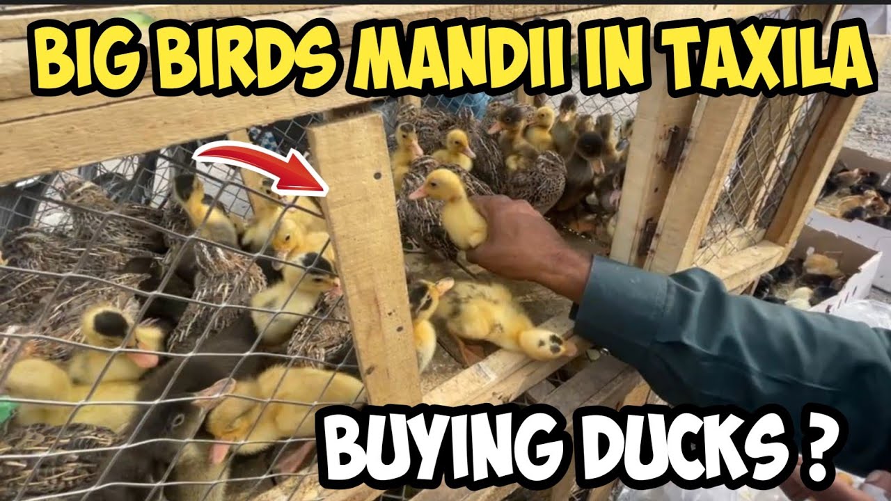 Big Birds Mandi in Taxila 😍 Buying Birds pigeons & Ducks?