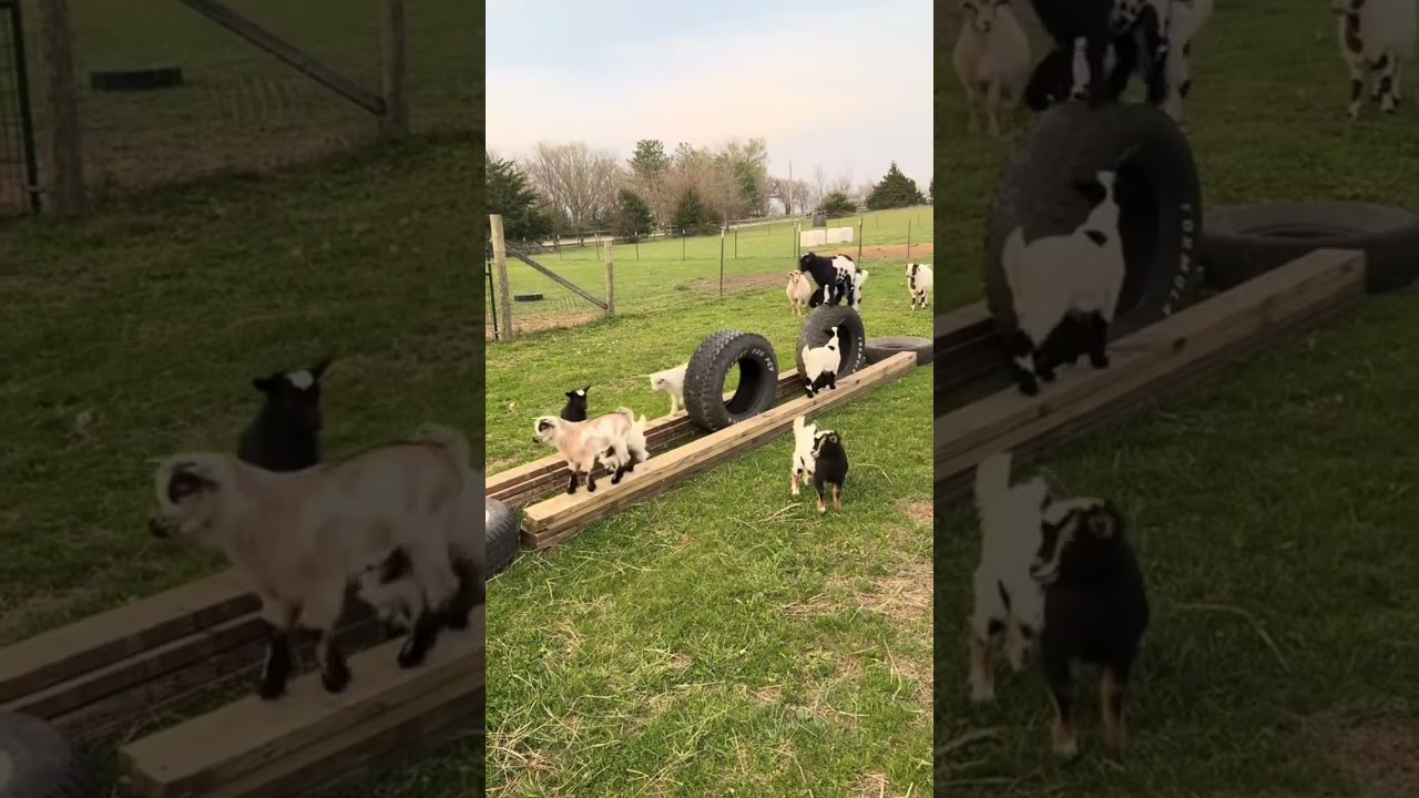 The Ultimate Baby Goat Playground — 5-Star Entertainment! 