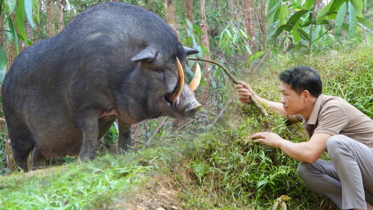 Building a New House for Pigeons, Taking Care of a 500kg Mother Pig and Her Piglets