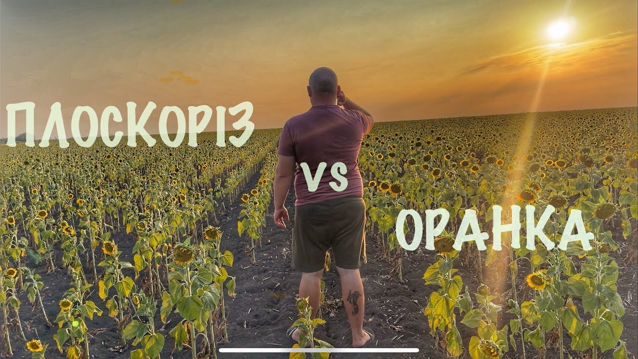Черговому соняху кранти❗️Що ж краще оранка,чи плоскоріз ?🤔