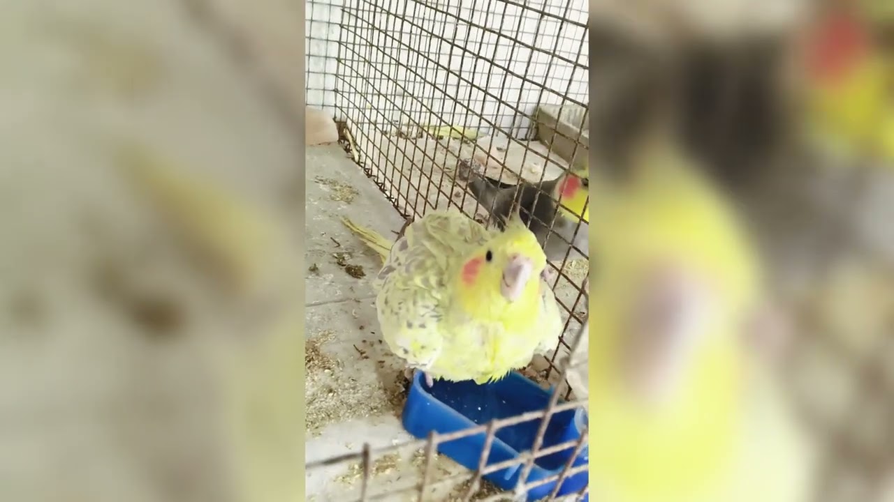 A cute yellow cockatiel bird bath video.  #cockatiel #birdeggs #birdcall #morning