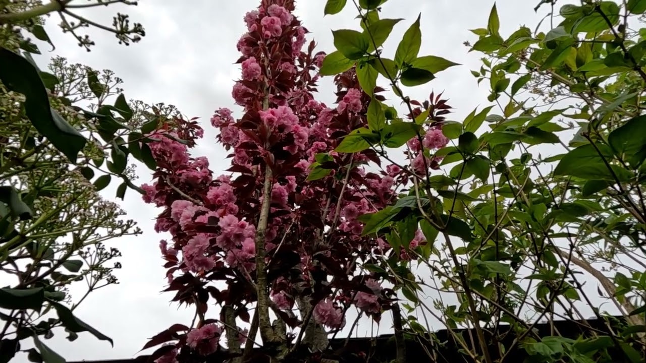 D&eacute;co jap : Prunus serrulata 'Royal Burgundy'