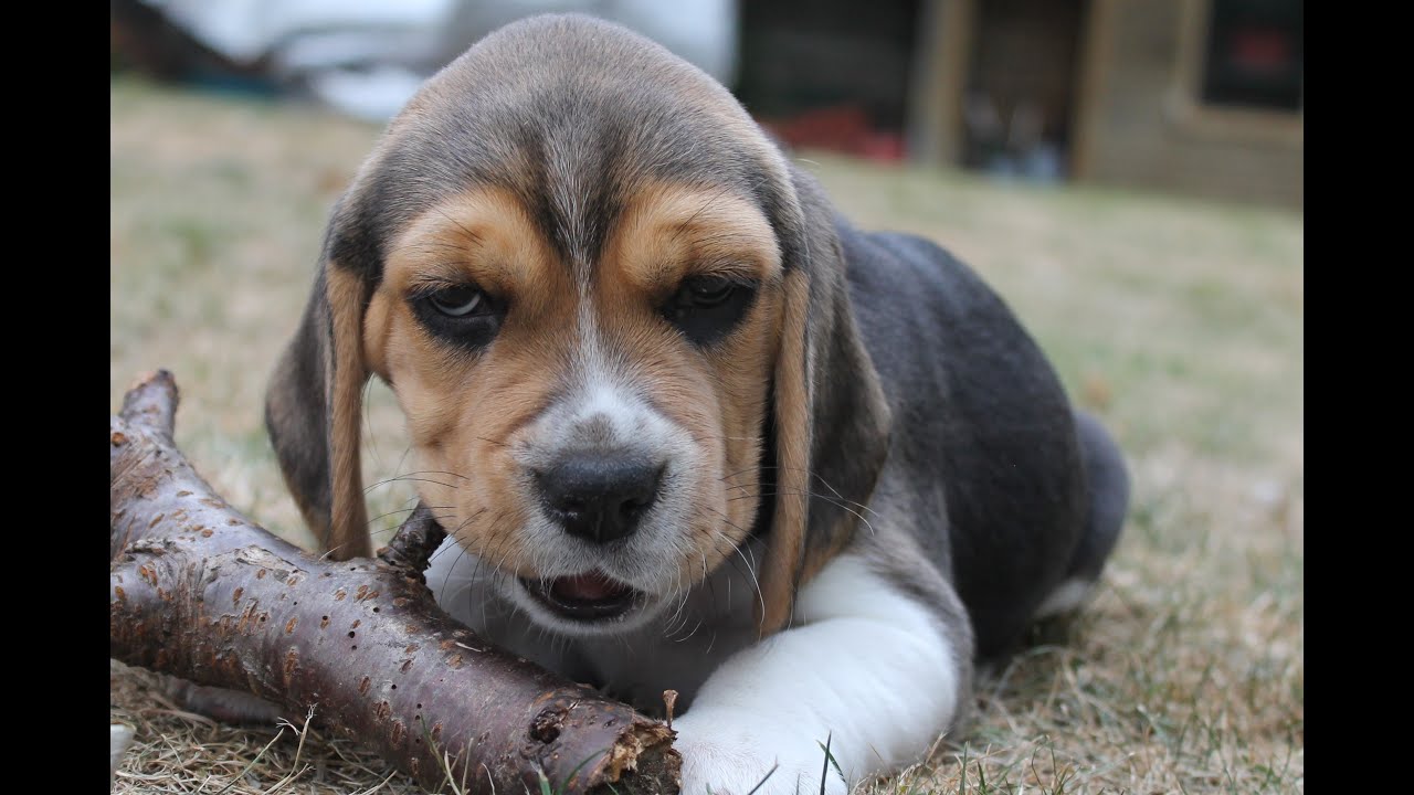 When the Beagle Puppies grow up, you'll have your hands full.