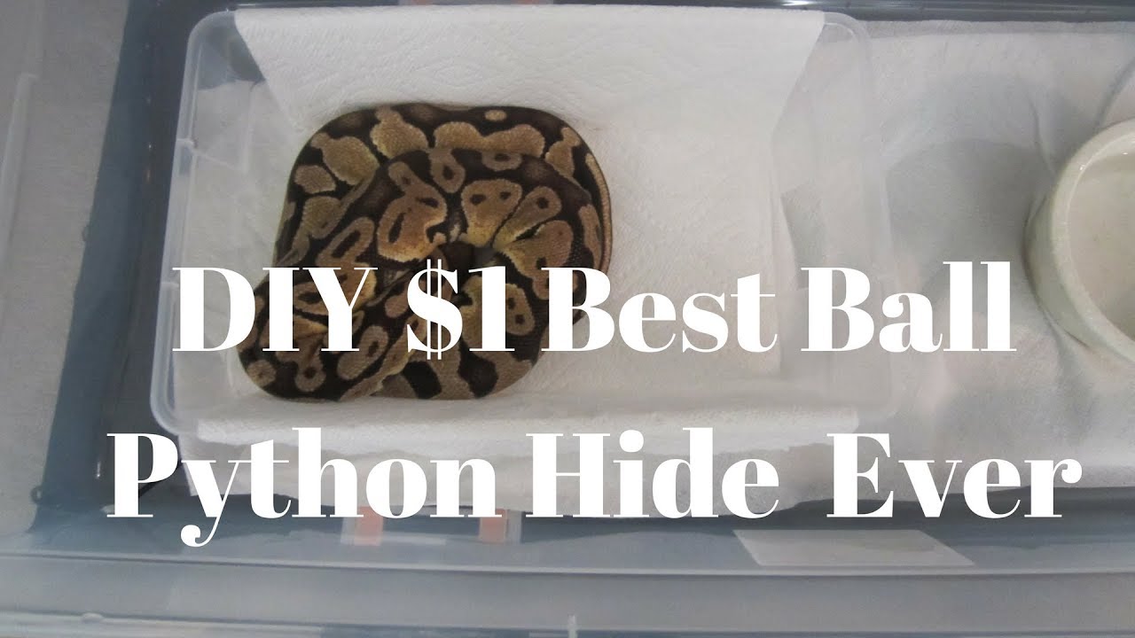 DIY $1 Best Ball Python Hide Ever!!! - Benjamin's Exotics