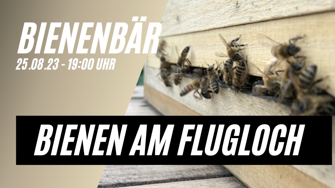 12 Minuten Einfach nur Bienen 🐝 - Bienen am Flugloch - Entspannung - Meditation - Bienensummen 🐝